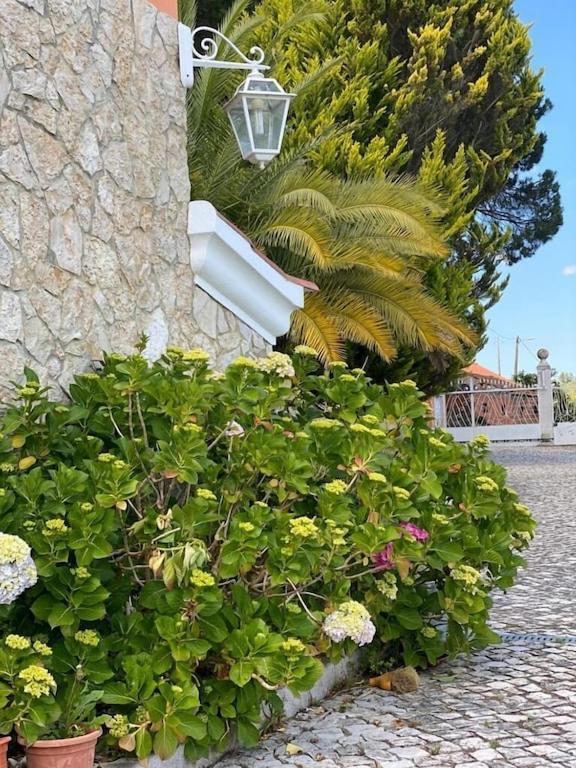 Quinta Do Alto Dos Pinheiros Villa São João da Ribeira Exterior foto